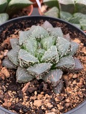 Haworthia 'Magic Thorn'  Succulentes rare 