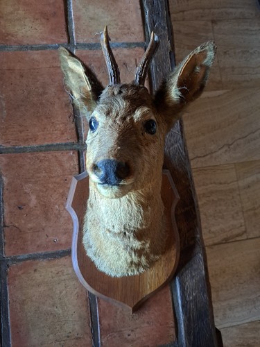 Taxidermie tête chevreuil - de,