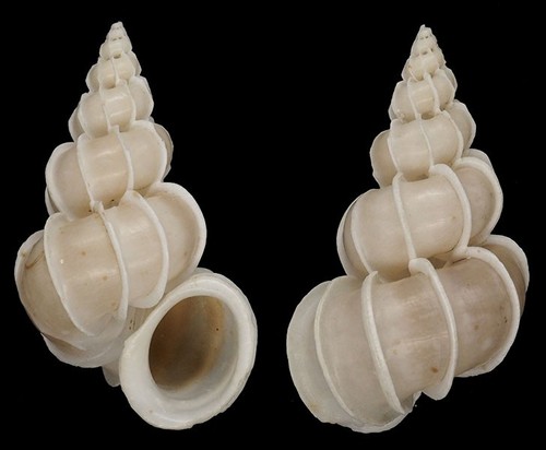 Coquillage collection - coquillage, de