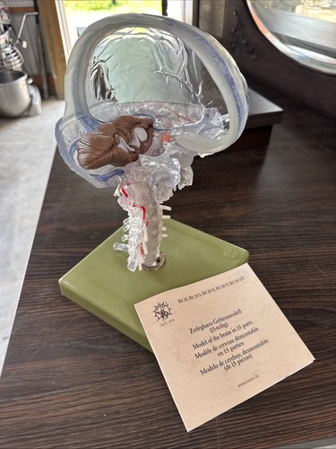 Somso anatomical head - somso, bs