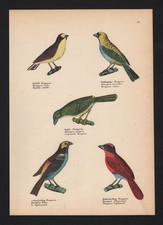 1840 - Tangaras Tangara Oiseau