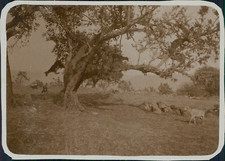 Maroc, Troupeau de chèvres