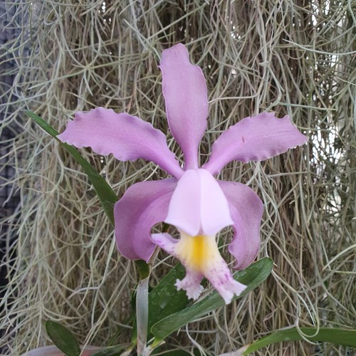 Cattleya kerrii schilleriana - cattleya, x