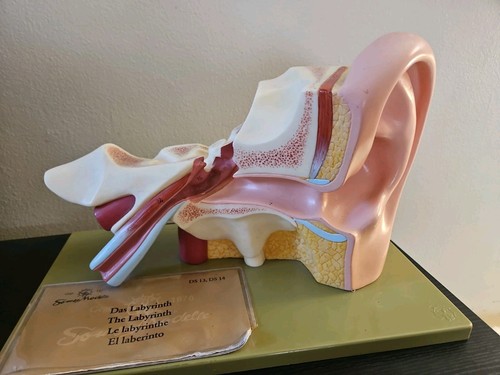 Vintage somso anatomical model - somso,
