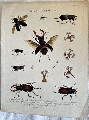 Lucanus lucernaria - lucanus, et