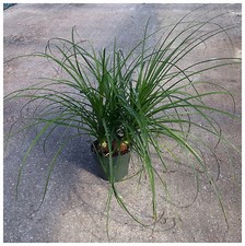 10 graines Nolina excelsa, Beaucarnea excelsa, mangeur,seed succulents F