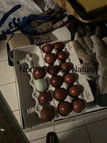 Rare french black copper - rare🥚,