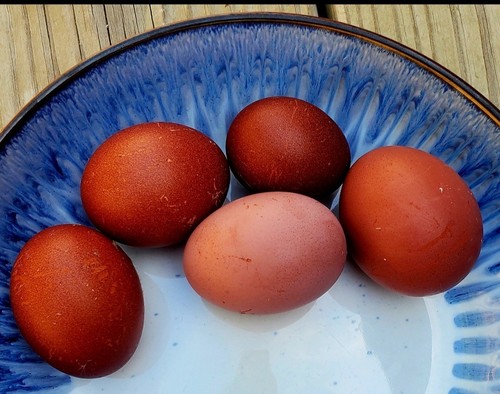 Black copper marans - black,