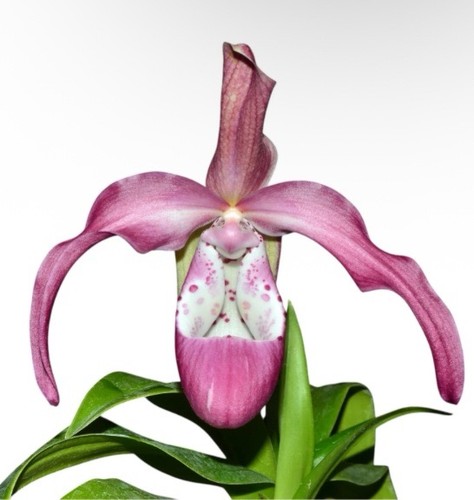 Phragmipedium incan treasure - phragmipedium,