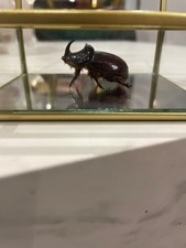 mygale scarabée goliath rhinocéros  insectes taxidermie entomologie sous verre