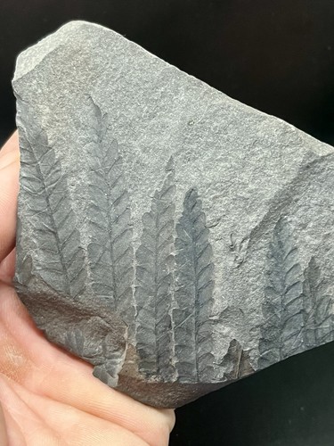 Cm fossile plante - 11,