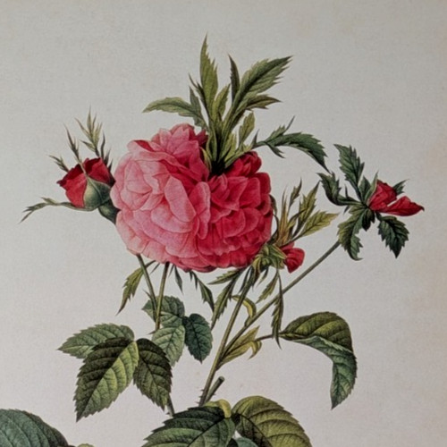 P J Redouté GALLICA ROSES