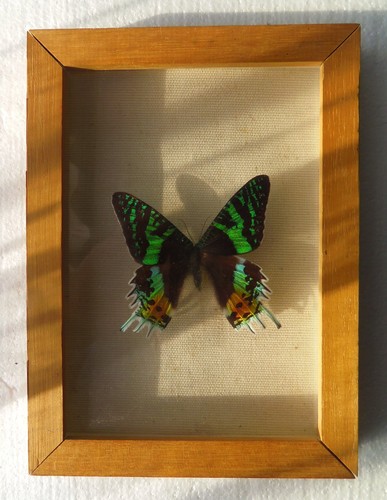 Chrysiridia rhipheus papillon