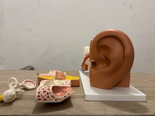 Modèle anatomique de - modèle, 3d