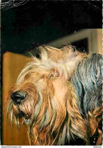 Carte postale animaux - postale,