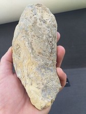 Ostrea Crassissima, Huitre