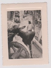 photo ancienne ?️ chèvre ferme années 50 roue charrette foin