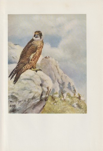 Faucon pèlerin falco - pèlerin, (falco