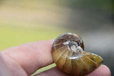 Cymatoceras  sakalavus albien