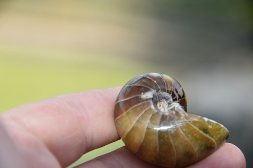 Cymatoceras sakalavus albien - sakalavus,