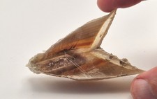 Gypse fer de Lance du Vaucluse, France 7.1cm