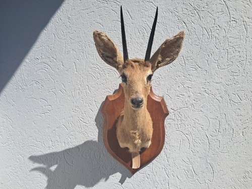 Taxidermie steenbok - steenbok,