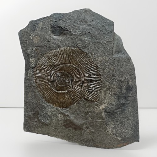 7 cm très - 2.78'',