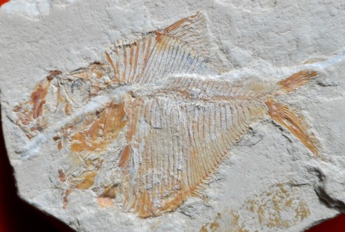 Poisson fossile crétacé - poisson,