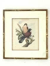 WAHAST – Aquarelle gouachée Etude d’oiseaux n°27 ornithologie datée 1841