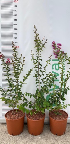 Plante lagerstroemia indica - de,