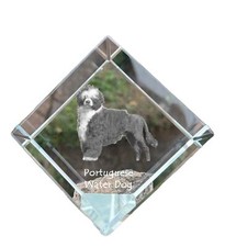 Portugais Wasserhund -