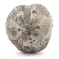 Oursin Fossile, Toxaster