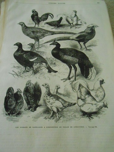 Gravure 1874 les - oiseaux, de
