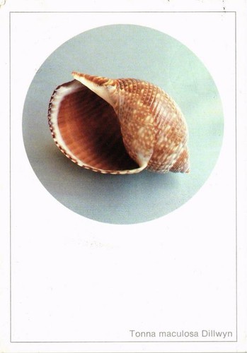 Cpm tonna maculosa dillwyn - ak,