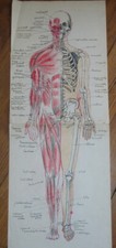 GRAND DESSIN XX ANATOMIE