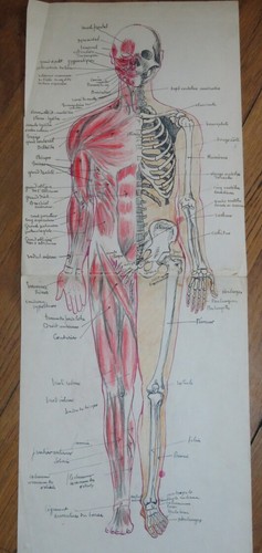 Grand dessin anatomie - grand,