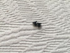 Visserie plasturgie x2 pièce détachée pc portable HP PAVILION ZV6000 