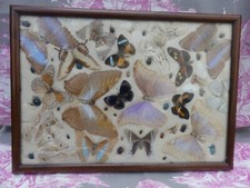 Cabinet de Curiosités Papillons Insectes Scarabés tableau 40-45 Insectes Vitrine