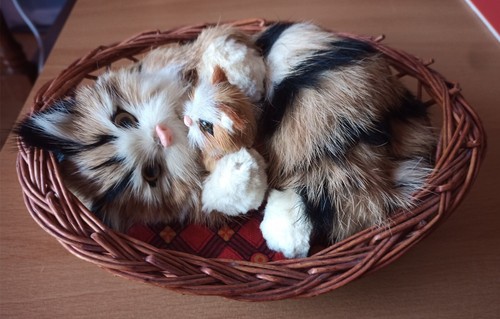 Chat tigré rouquin blanc - rouquin, et
