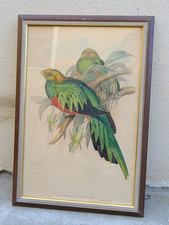 John Gould Lithographie