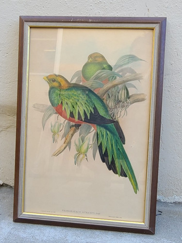 John gould lithographie - john,