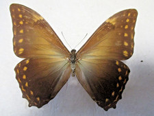 Entomologie Morphinae Morpho telemachus lilianae petit mâle Rare Venezuela