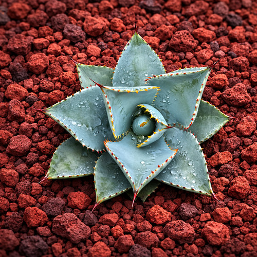 Agave pygmaea 10cm dwarf - agave, 5-10cm