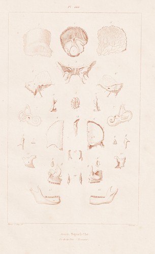 Squelette skeleton humain - squelette,