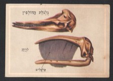 Jeu de cartes crâne de