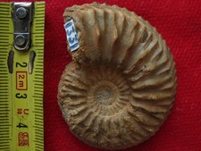 Ammonite de l'Oxfordien 