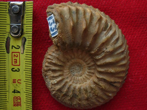 Ammonite oxfordien - l'oxfordien,