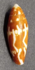 Conus (Turriconus)