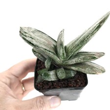 Gasteria ariso no matsu - gasteria, cv.