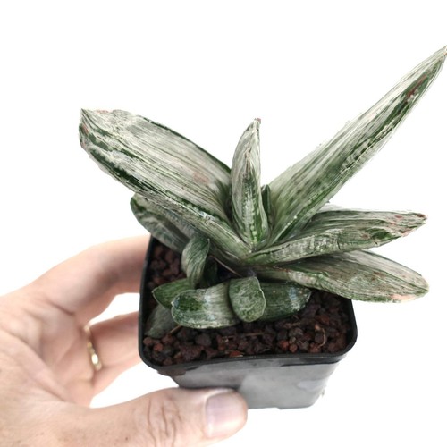 Gasteria ariso no matsu - gasteria, cv.